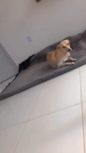 Cachorro raça Basset-Cofap idade 1 ano nome Jade