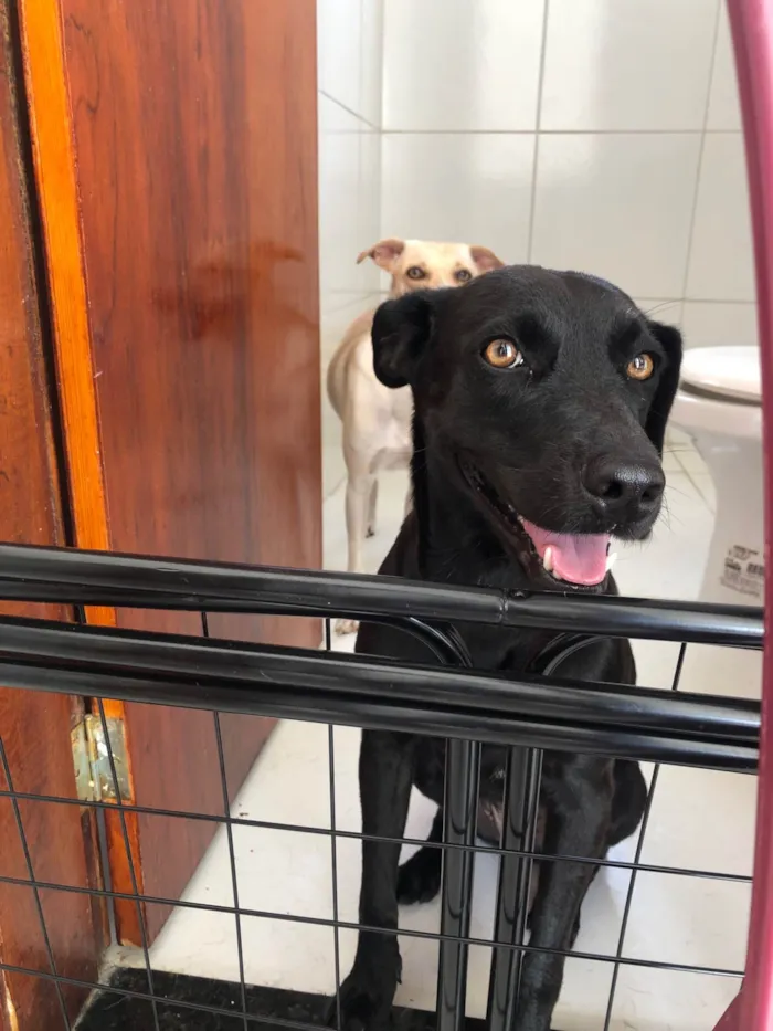 Cachorro raça Basset-Cofap idade 1 ano nome Jade