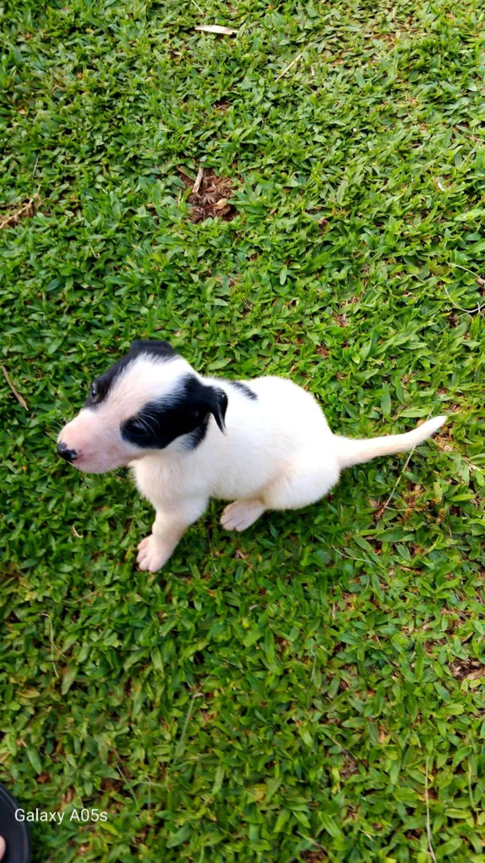 Cachorro raça Labrador idade Abaixo de 2 meses nome Sem nome