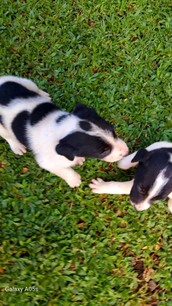 Cachorro raça Labrador idade Abaixo de 2 meses nome Sem nome
