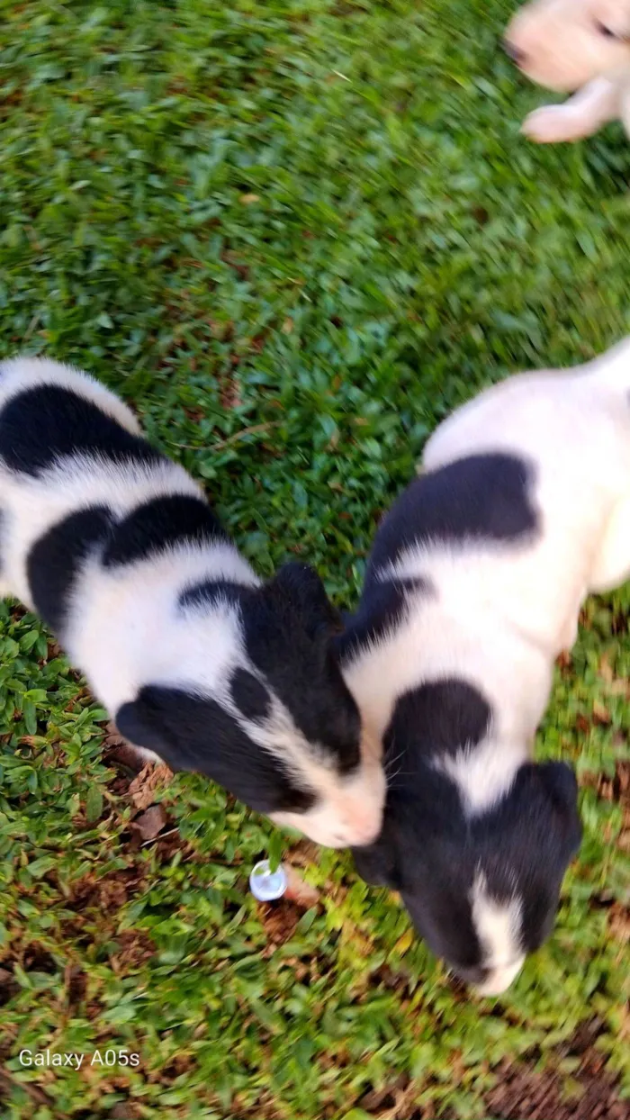 Cachorro raça Labrador idade Abaixo de 2 meses nome Sem nome