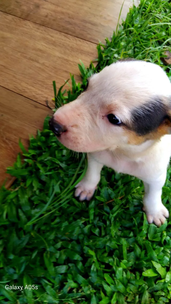Cachorro raça Labrador idade Abaixo de 2 meses nome Sem nome