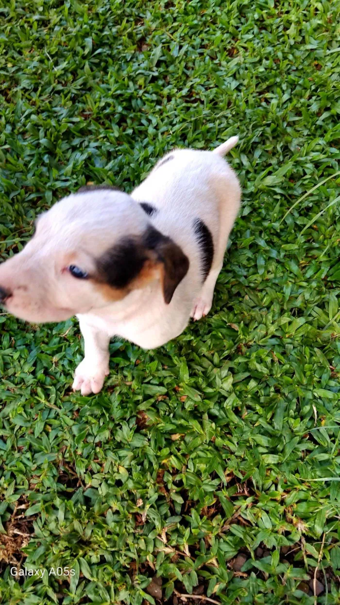 Cachorro raça Labrador idade Abaixo de 2 meses nome Sem nome