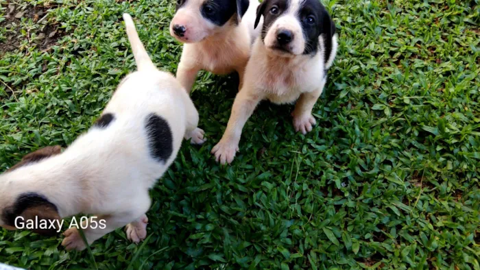 Cachorro raça Labrador idade Abaixo de 2 meses nome Sem nome