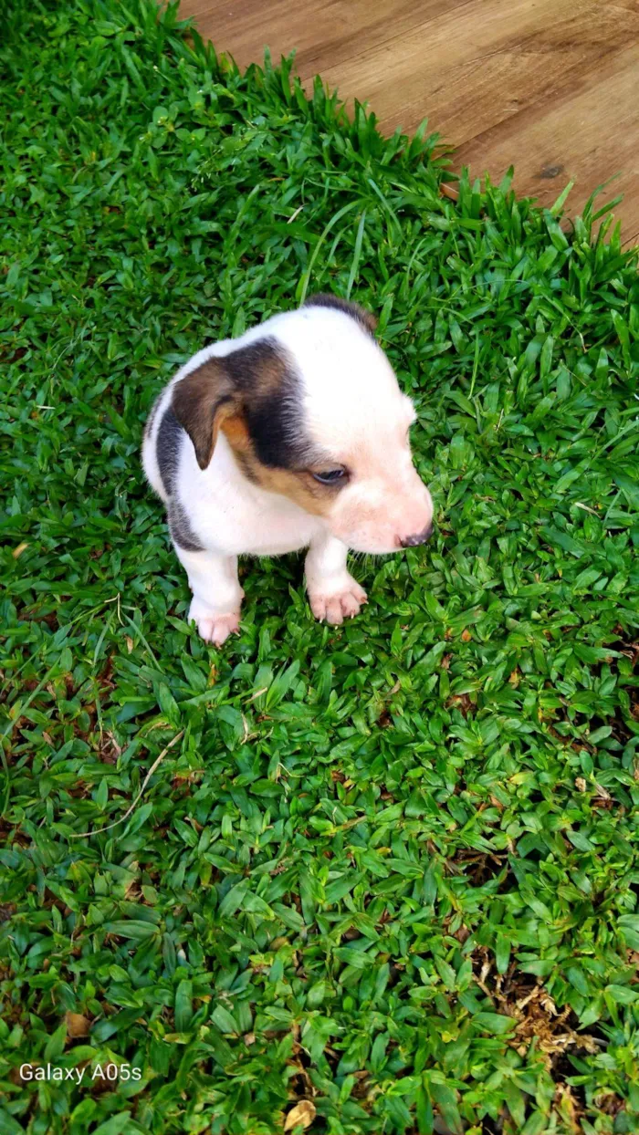Cachorro raça Labrador idade Abaixo de 2 meses nome Sem nome