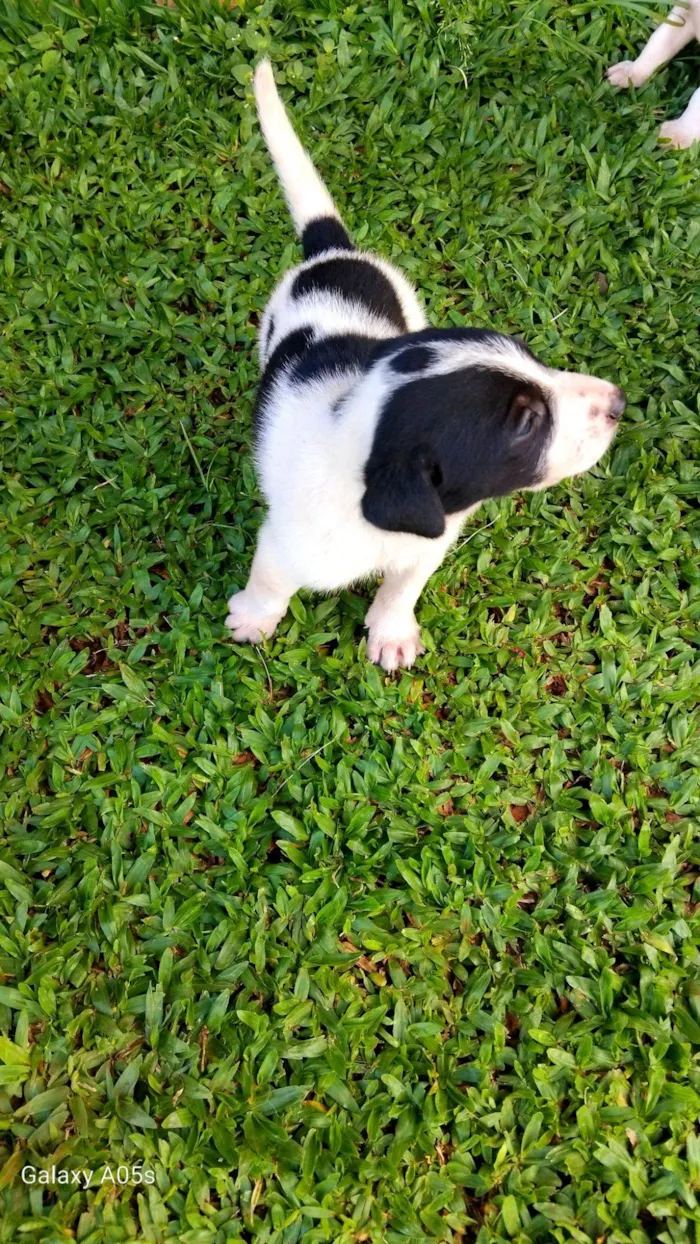 Cachorro raça Labrador idade Abaixo de 2 meses nome Sem nome