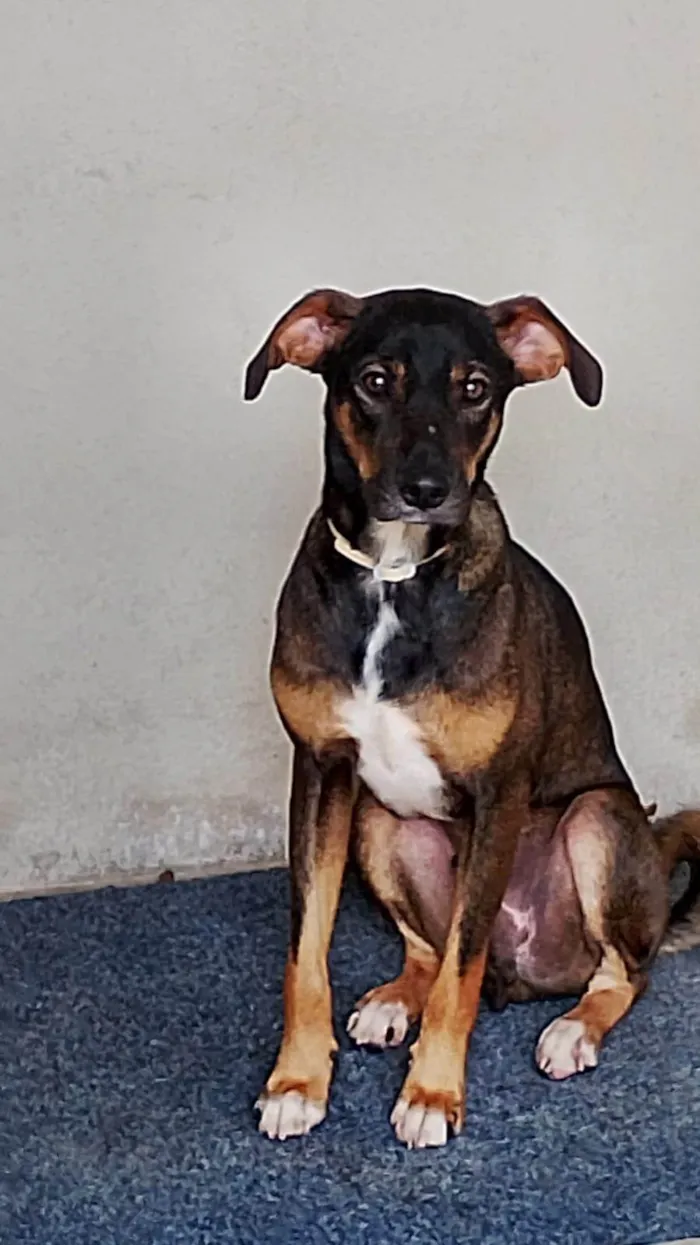 Cachorro raça SRD-ViraLata idade 7 a 11 meses nome Não temos nome