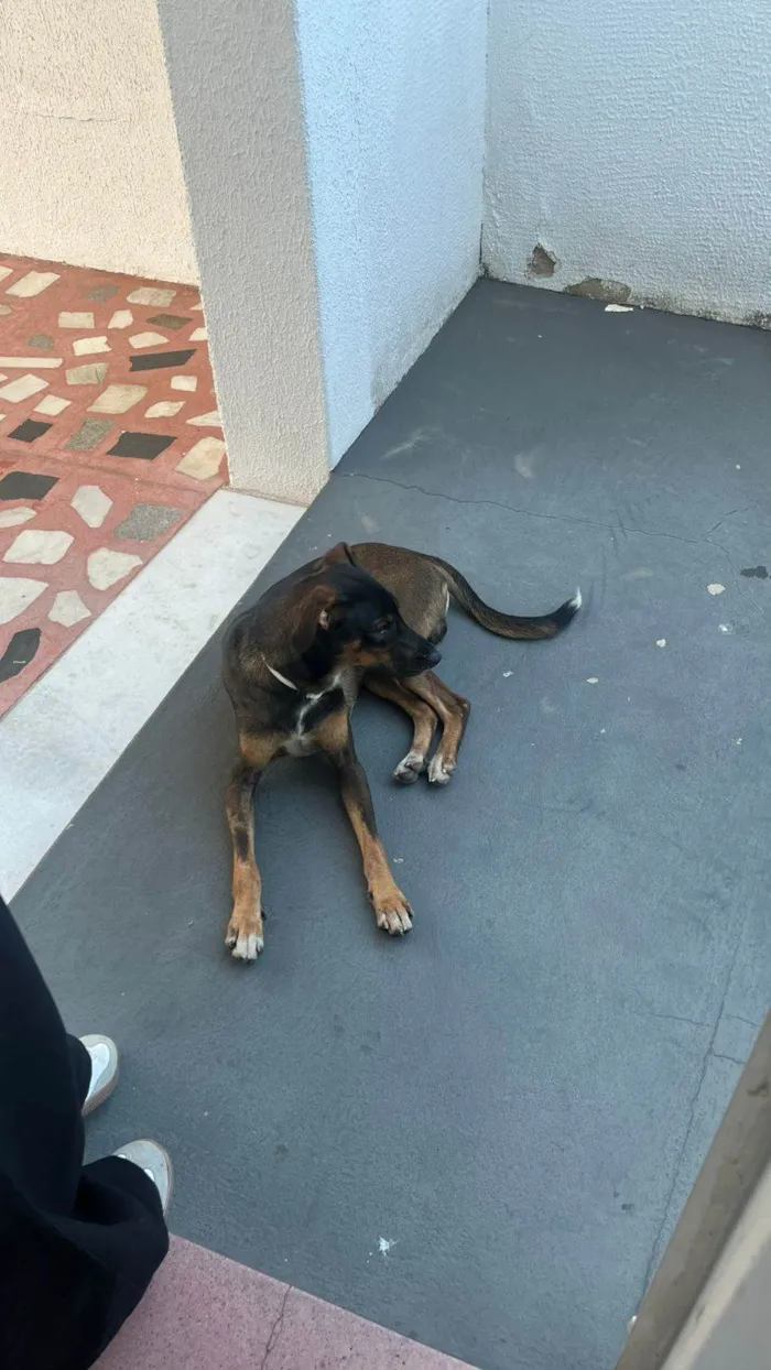 Cachorro raça SRD-ViraLata idade 7 a 11 meses nome Não temos nome