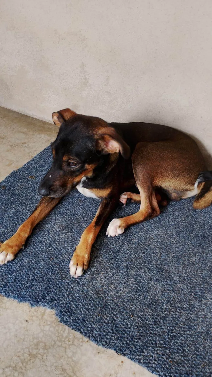 Cachorro raça SRD-ViraLata idade 7 a 11 meses nome Não temos nome