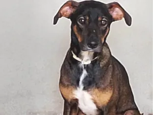 Cachorro raça SRD-ViraLata idade 7 a 11 meses nome Não temos nome