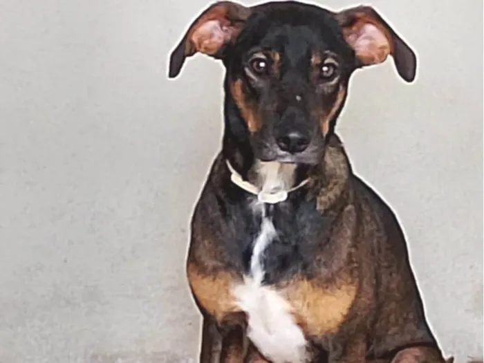 Cachorro raça SRD-ViraLata idade 7 a 11 meses nome Não temos nome