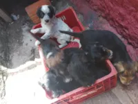 Cachorro raça SRD-ViraLata idade 2 a 6 meses nome Filhotes 