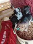 Cachorro raça SRD-ViraLata idade 2 a 6 meses nome Filhotes 