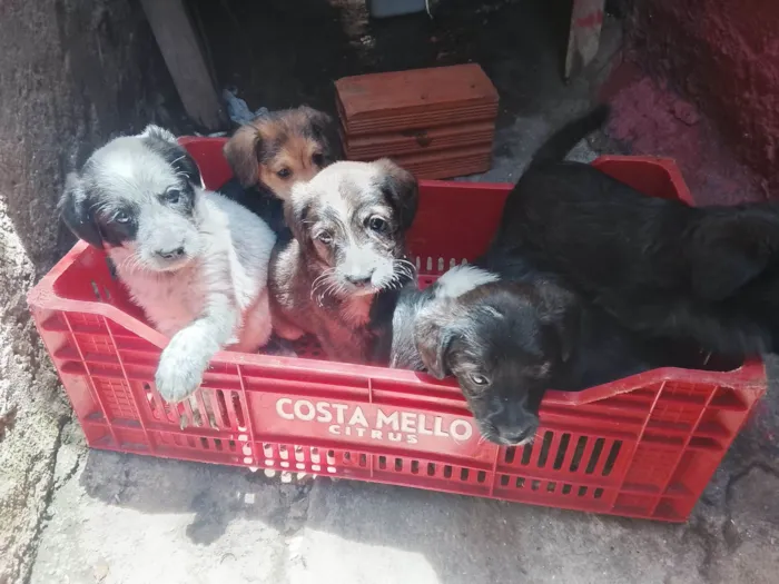Cachorro raça SRD-ViraLata idade 2 a 6 meses nome Filhotes 