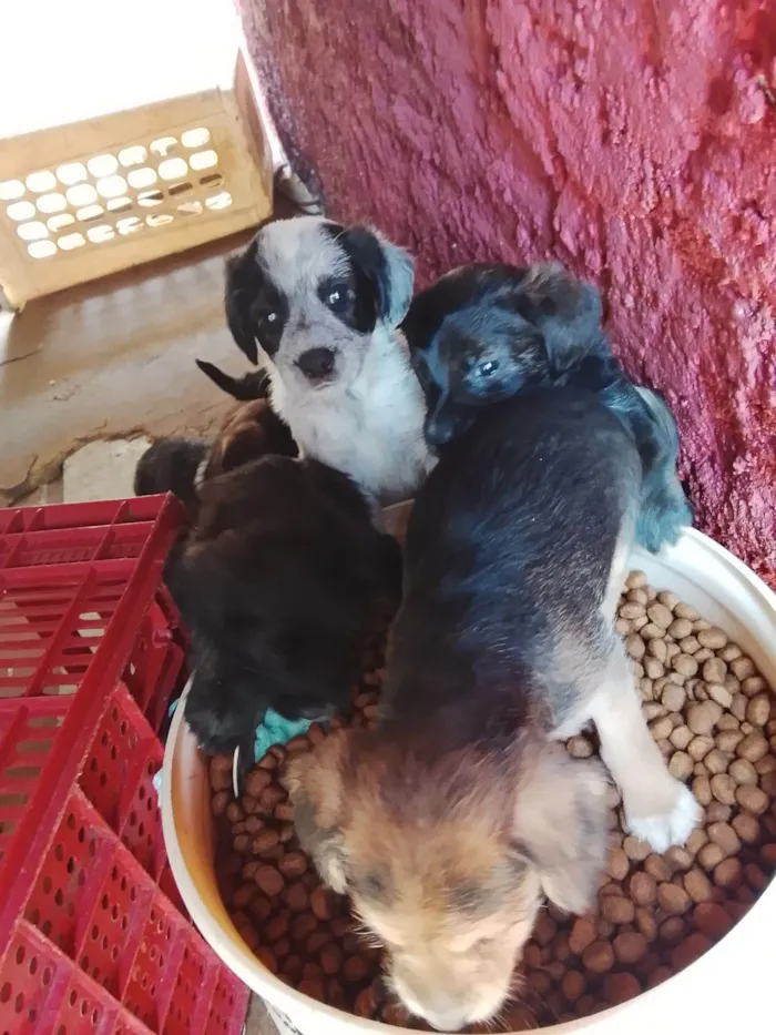 Cachorro raça SRD-ViraLata idade 2 a 6 meses nome Filhotes 