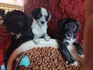 Cachorro raça SRD-ViraLata idade 2 a 6 meses nome Filhotes 