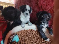 Cachorro raça SRD-ViraLata idade 2 a 6 meses nome Filhotes 