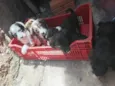 Cachorro raça SRD-ViraLata idade 2 a 6 meses nome Filhotes 