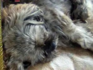 Cachorro raça SRD-ViraLata idade 2 anos nome hercules