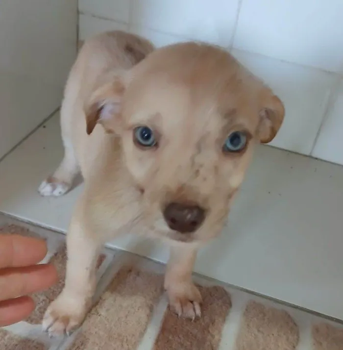 Cachorro raça SRD-ViraLata idade Abaixo de 2 meses nome LESSIE