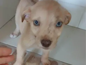 Cachorro raça SRD-ViraLata idade Abaixo de 2 meses nome LESSIE