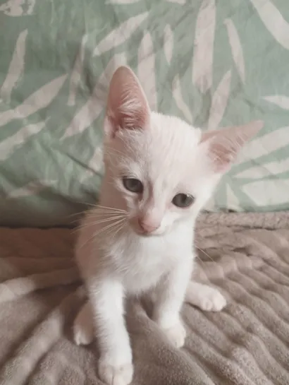 Gato raça SRD-ViraLata idade Abaixo de 2 meses nome 3 gatinhos um branco, um preto e um branco