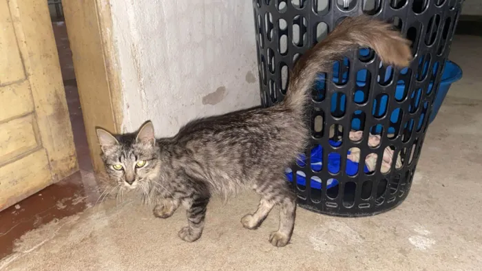 Gato raça SRD-ViraLata idade 2 a 6 meses nome NINA