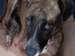 Cachorro raça SRD-ViraLata idade 2 anos nome SAFIRA II CASTRADA