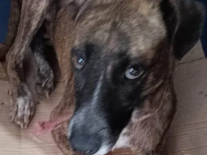 Cachorro raça SRD-ViraLata idade 2 anos nome SAFIRA II CASTRADA