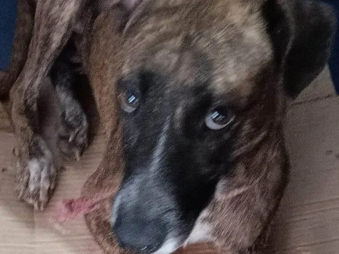 Cachorro raça SRD-ViraLata idade 2 anos nome SAFIRA II CASTRADA