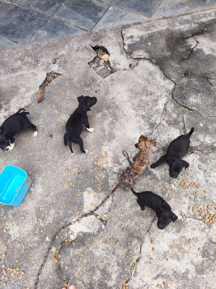 Cachorro raça SRD-ViraLata idade Abaixo de 2 meses nome daniella, interessados chamem 21981144601