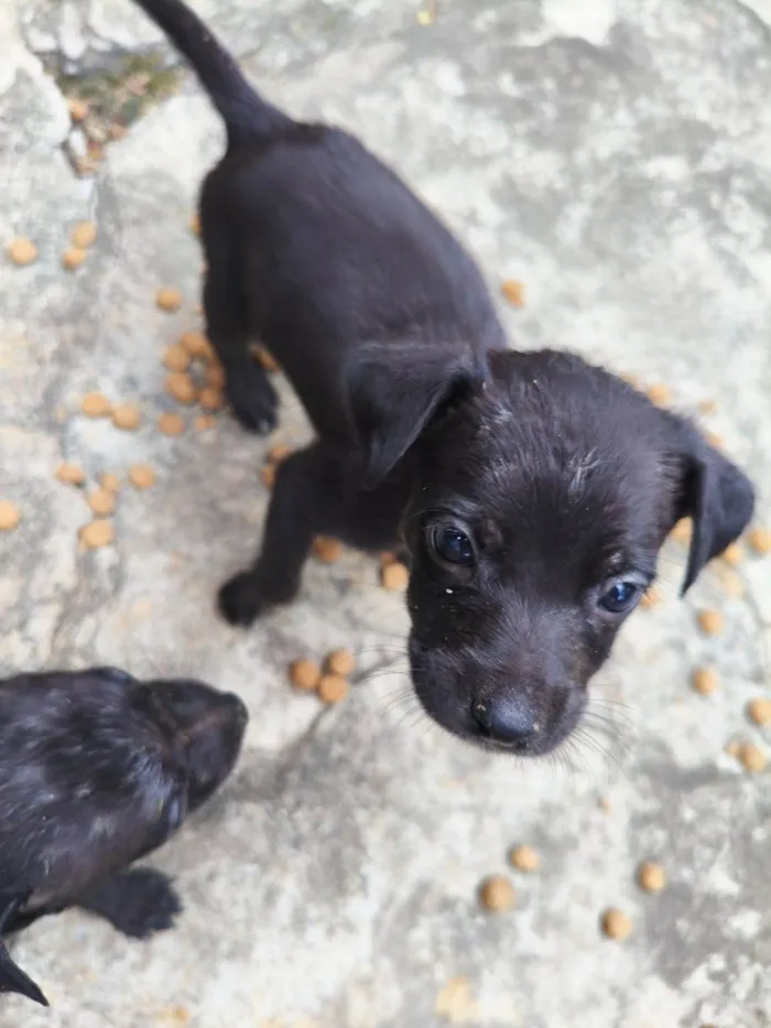 Cachorro raça SRD-ViraLata idade Abaixo de 2 meses nome daniella, interessados chamem 21981144601