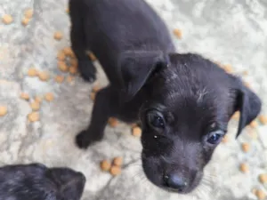 Cachorro raça SRD-ViraLata idade Abaixo de 2 meses nome daniella, interessados chamem 21981144601