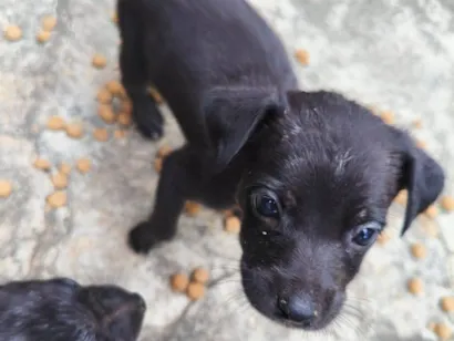 Cachorro raça SRD-ViraLata idade Abaixo de 2 meses nome daniella, interessados chamem 21981144601