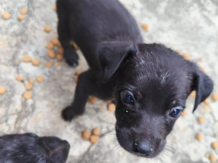 Cachorro raça SRD-ViraLata idade Abaixo de 2 meses nome daniella, interessados chamem 21981144601