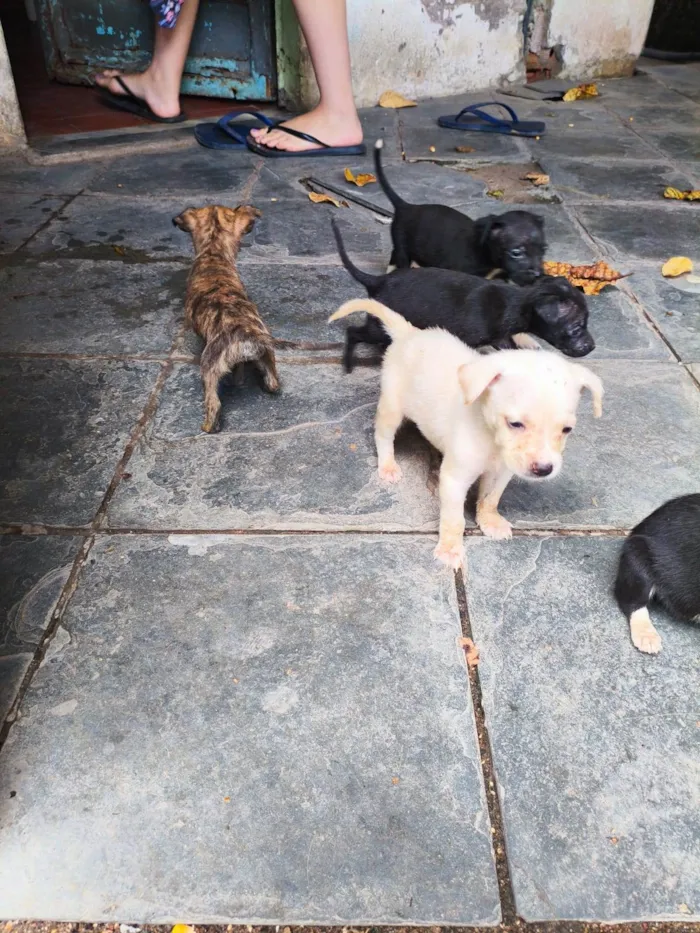 Cachorro raça SRD-ViraLata idade Abaixo de 2 meses nome daniella, interessados chamem 21981144601