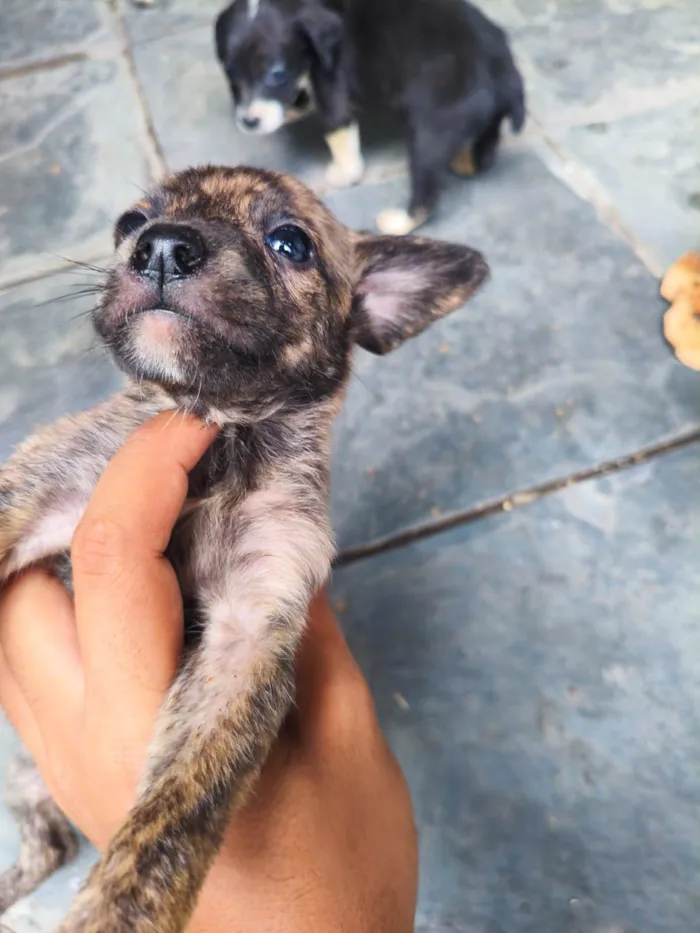 Cachorro raça SRD-ViraLata idade Abaixo de 2 meses nome daniella, interessados chamem 21981144601