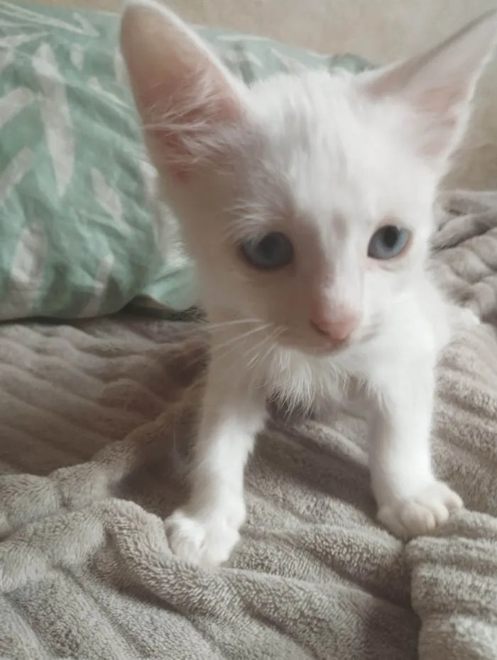 2 gatinhos branco do olho azul