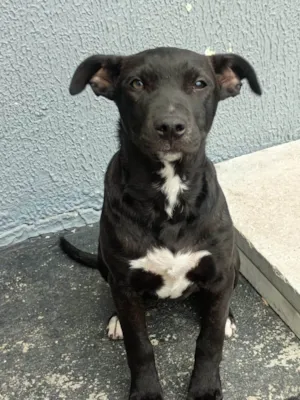 Cachorro raça SRD-ViraLata idade 2 a 6 meses nome Luna