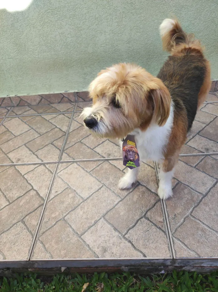 Cachorro raça SRD-ViraLata idade 6 ou mais anos nome Marley 