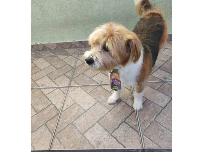 Cachorro raça SRD-ViraLata idade 6 ou mais anos nome Marley 