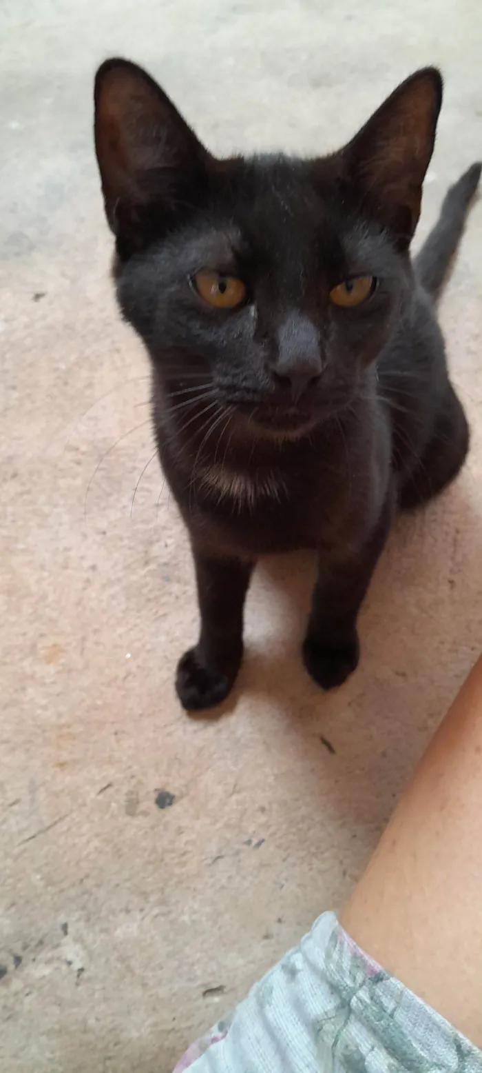 Gato raça SRD-ViraLata idade 2 a 6 meses nome Banguela 