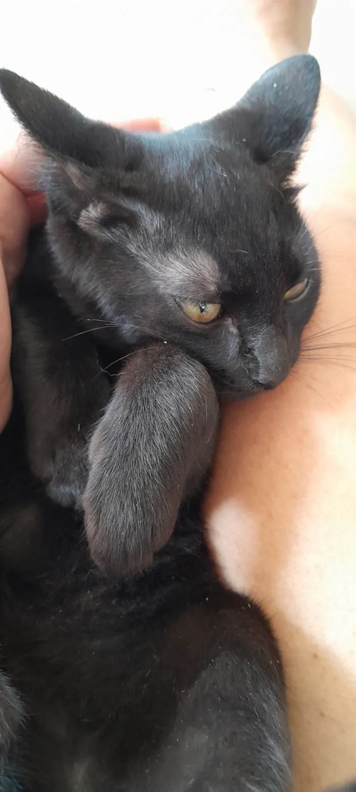 Gato raça SRD-ViraLata idade 2 a 6 meses nome Banguela 