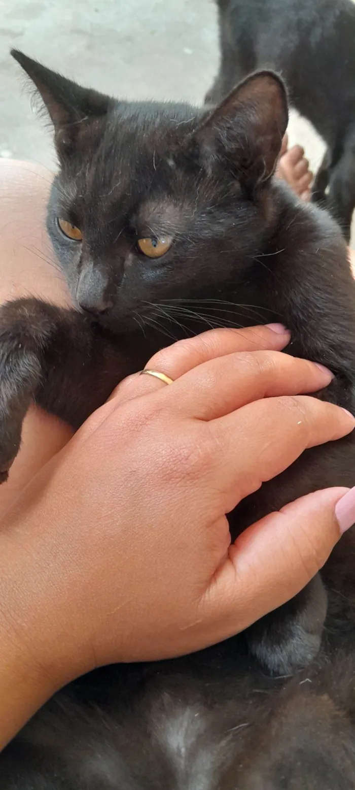 Gato raça SRD-ViraLata idade 2 a 6 meses nome Banguela 