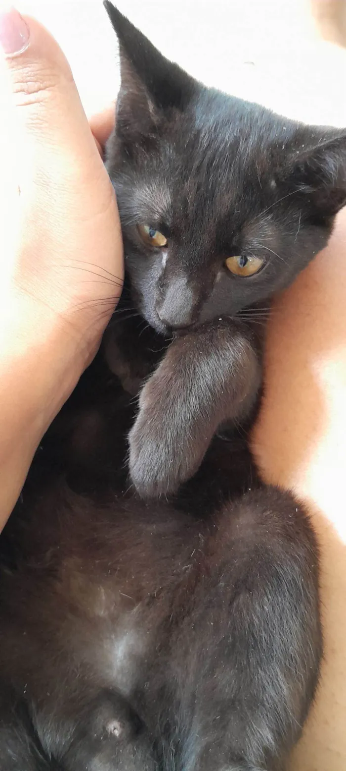 Gato raça SRD-ViraLata idade 2 a 6 meses nome Banguela 