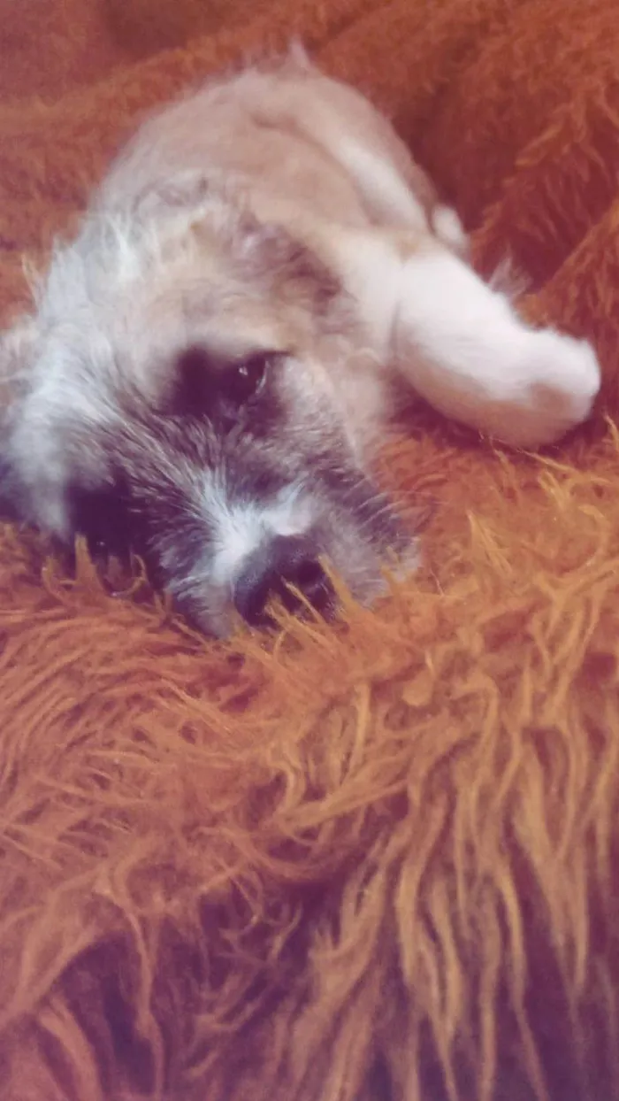 Cachorro raça SRD-ViraLata idade 2 a 6 meses nome Juca 