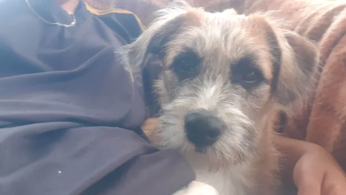 Cachorro raça SRD-ViraLata idade 2 a 6 meses nome Juca 