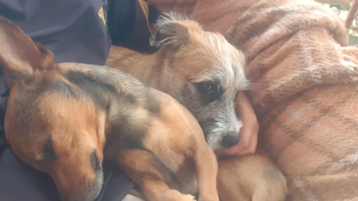 Cachorro raça SRD-ViraLata idade 2 a 6 meses nome Juca 