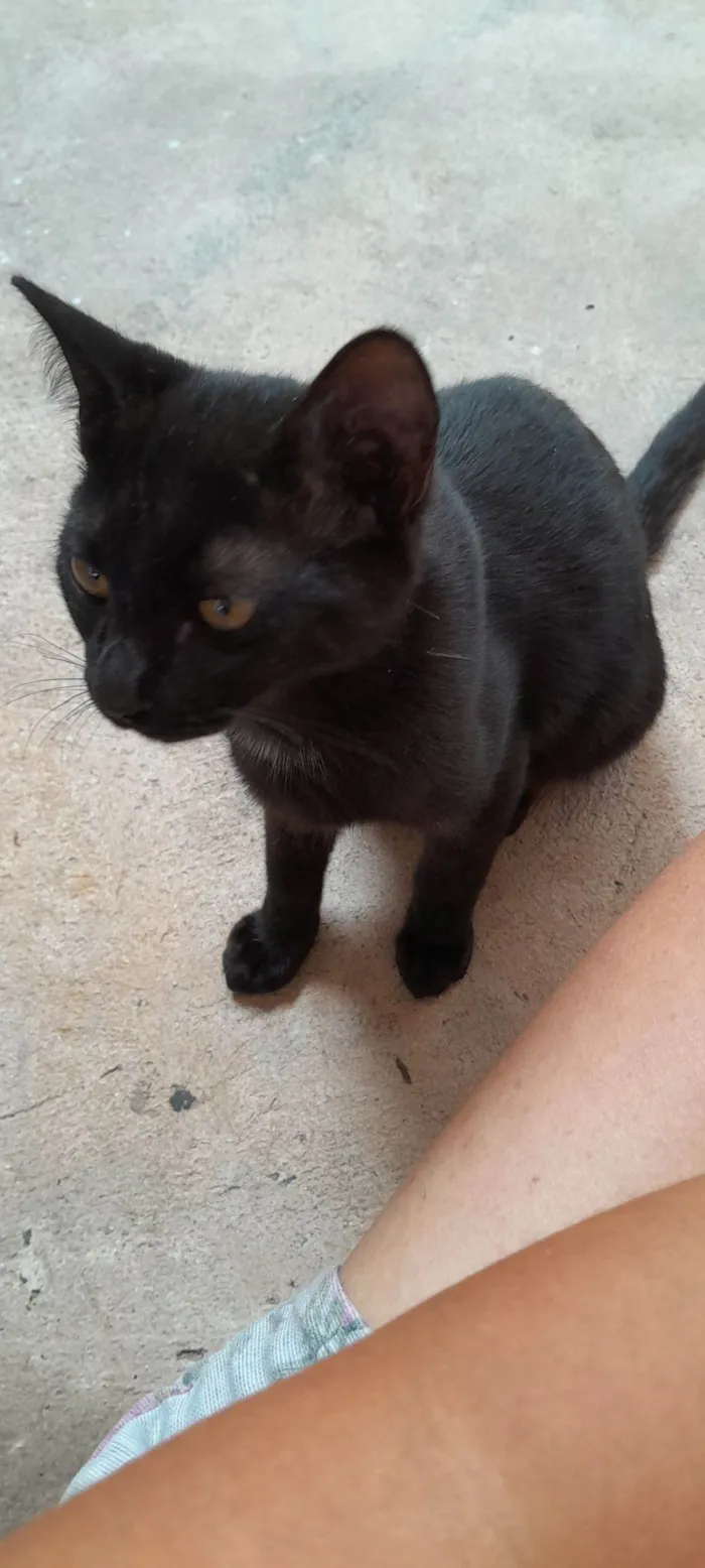 Gato raça SRD-ViraLata idade 2 a 6 meses nome Banguela 