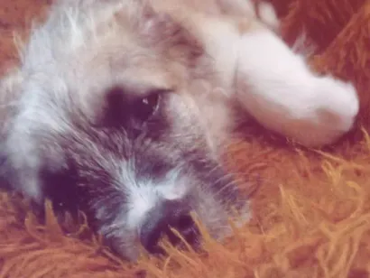 Cachorro raça SRD-ViraLata idade 2 a 6 meses nome Juca 